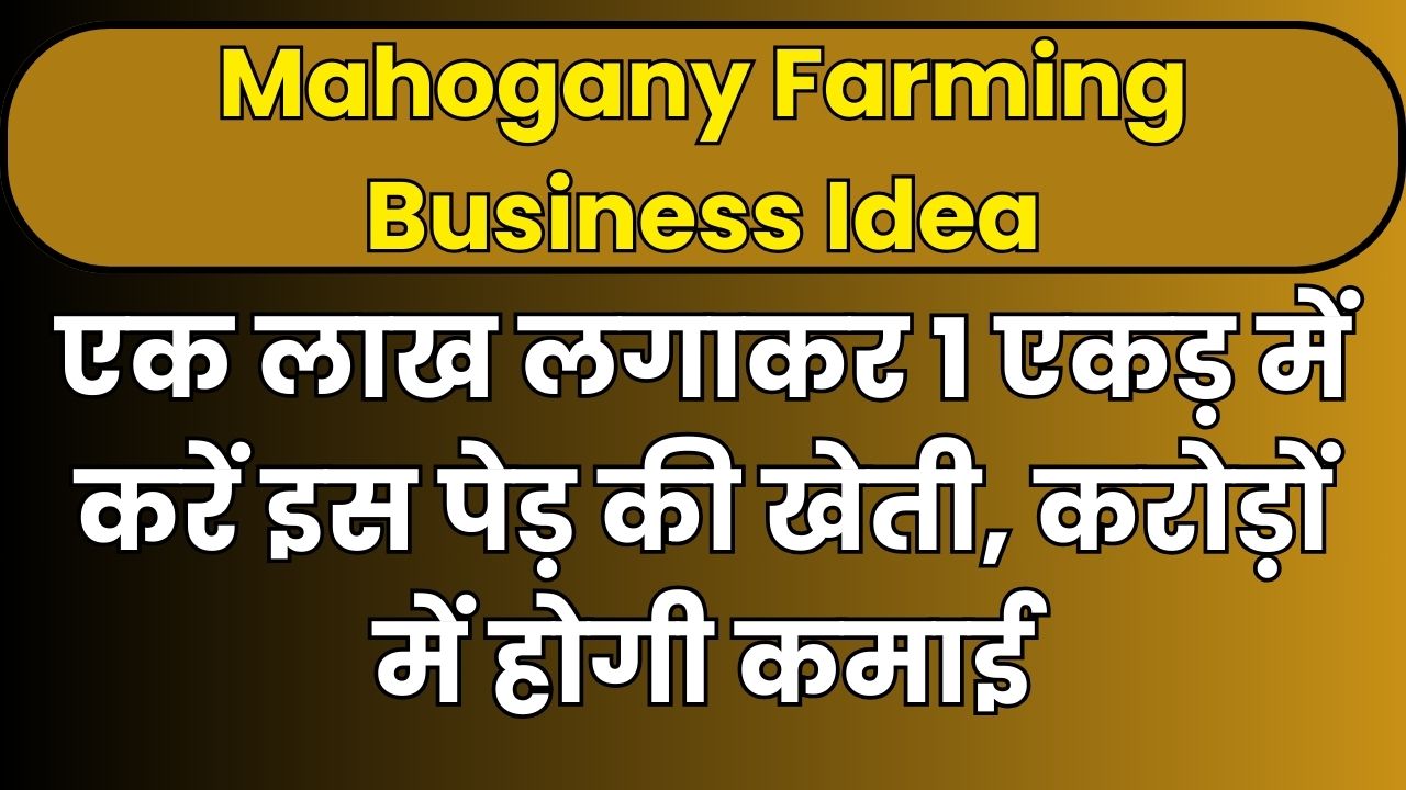 Mahogany Farming Business Idea