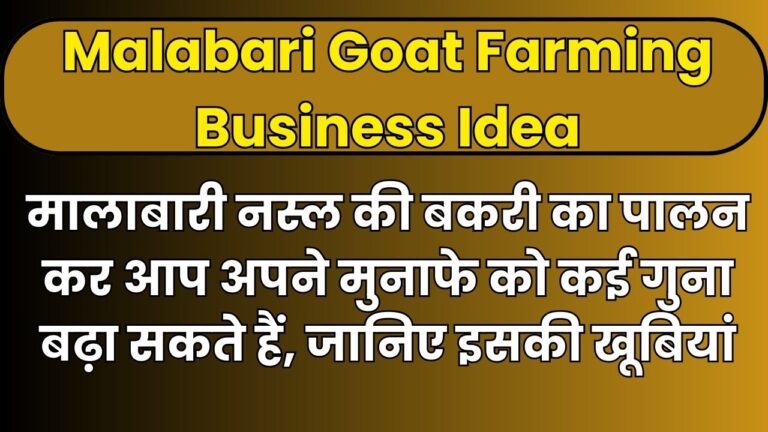 Malabari Goat Farming Business Idea